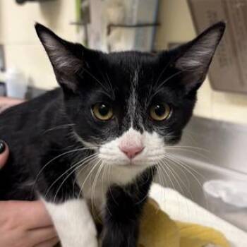 Top Hat -  Domestic Short Hair Cat for Adoption in Asheville, North Carolina - Top Hat | PetCurious