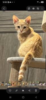 Matcha and Dango -  Domestic Short Hair Cat for Adoption in Brighton, Michigan - Matcha And Dango | PetCurious