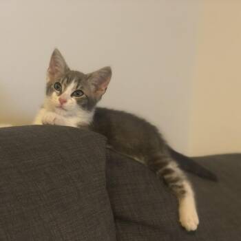 Sokka -  Domestic Short Hair Cat Available for Adoption in New York, New York - Sokka | PetCurious