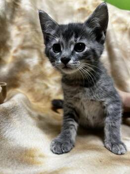 Bibbidy-Bobbidi-Boo -  Domestic Short Hair Cat for Adoption in Jackson, Michigan - Bibbidy-Bobbidi-Boo | PetCurious