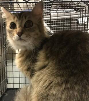 Domestic Medium Hair Cats Available for Adoption - SANDY | PetCurious