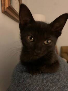 93301a Betty -  Domestic Short Hair Cat for Adoption in North Charleston, South Carolina - 93301a Betty | PetCurious