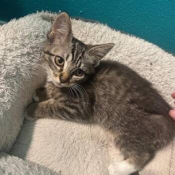 Rescue Domestic Short Hair Cats for Adoption in Lake Forest Park, Washington - Penelope Cruz | PetCurious