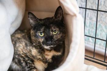 Starfish -  Domestic Short Hair Cat for Adoption in East Amwell Township, New Jersey - Starfish | PetCurious