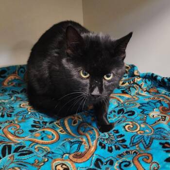 Rescue Domestic Short Hair Cats for Adoption in Cody, Wyoming - Zero | PetCurious