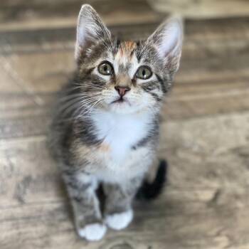 Mel -  Domestic Short Hair Cat for Adoption - Mel | PetCurious