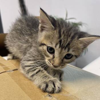 Juno -  Domestic Short Hair Cat for Adoption in Clearwater, Florida - Juno | PetCurious