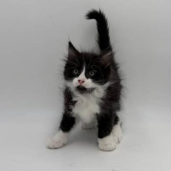 Jitterbug -  Domestic Medium Hair Cat for Adoption in State College, Pennsylvania - Jitterbug | PetCurious