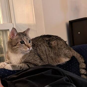 Tobi -  Domestic Short Hair Cat for Adoption in Baltimore, Maryland - Tobi | PetCurious