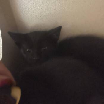 Rio -  Domestic Short Hair Cat for Adoption in Durango, Colorado - Rio | PetCurious