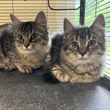Enzo & Middi -  Domestic Medium Hair Cat for Adoption in Winchendon, Massachusetts - Enzo & Middi | PetCurious