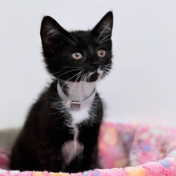 Cat Gpt -  Domestic Short Hair Cat for Adoption in Syosset, New York - Cat Gpt | PetCurious