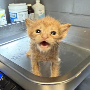 Domestic Short Hair Cats Available for Adoption in Tuscaloosa, Alabama - TUSC-Stray-84057 | PetCurious