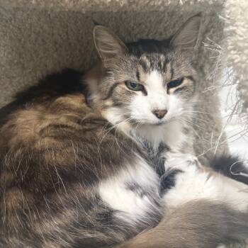 Rescue Domestic Long Hair Cats for Adoption in Bismarck, North Dakota - Matilda | PetCurious