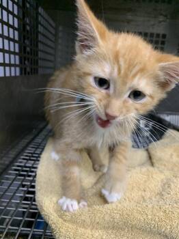 Rescue Domestic Short Hair Cats for Adoption in Chester, South Carolina - BOWIE | PetCurious