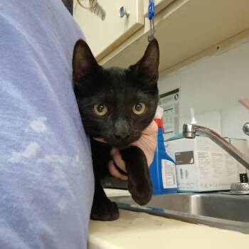 Domestic Short Hair Cats Available for Adoption - Shane | PetCurious