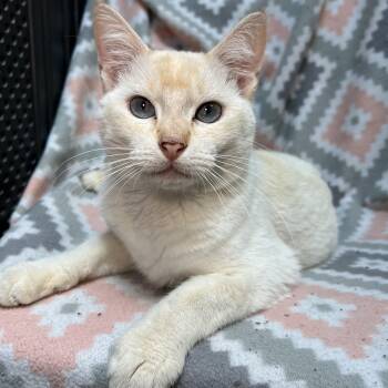 Abe -  Siamese Cat for Adoption in Fairmont, Minnesota - Abe | PetCurious