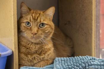 Joe and Zahra -  Tabby and Tortoiseshell Cat for Adoption in Millville, Utah - Joe And Zahra | PetCurious