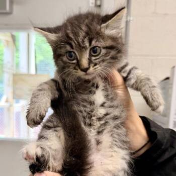 Stromboli -  Domestic Short Hair Cat for Adoption in Wilmington, Delaware - Stromboli | PetCurious