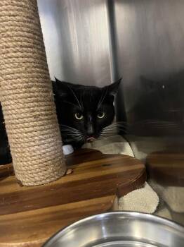Domestic Short Hair Cats Available for Adoption in Brewster, Massachusetts - HANK | PetCurious