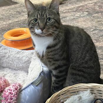 Domestic Short Hair Cats Available for Adoption in Warrington, Pennsylvania - Rockford | PetCurious