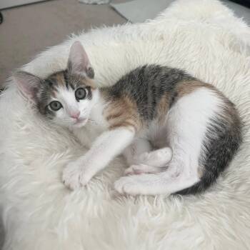 Cayenne -  Domestic Short Hair Cat Available for Adoption in San Tan Valley, Arizona - Cayenne | PetCurious