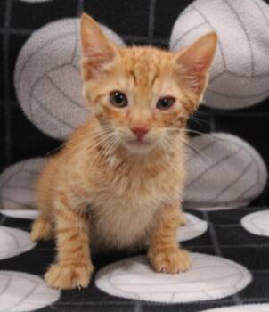 Ginger -  Domestic Short Hair Cat for Adoption in Vacaville, California - Ginger | PetCurious