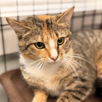 American Shorthair Cats Available for Adoption in Freeport, Florida - Miracle | PetCurious