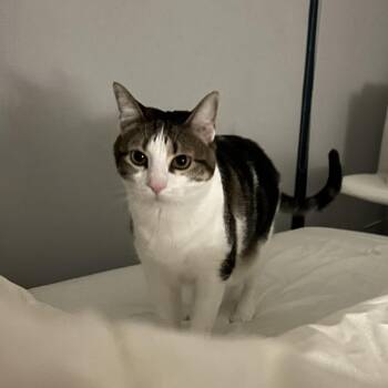 Maurice -  Domestic Short Hair Cat for Adoption in Chicago, Illinois - Maurice | PetCurious