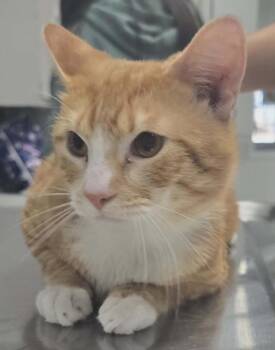 Domestic Short Hair Cats Available for Adoption - Oliver | PetCurious