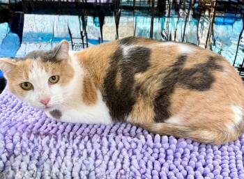 Rescue Domestic Short Hair Cats for Adoption in Augusta, Georgia - Queenie | PetCurious