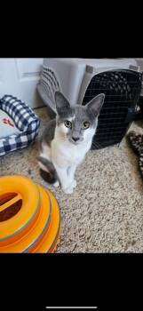 Rescue Domestic Short Hair Cats for Adoption in Sacramento, California - Forest | PetCurious