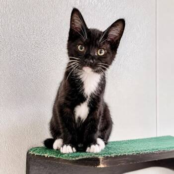Root Beer Float -  Domestic Short Hair Cat for Adoption in Cambria, California - Root Beer Float | PetCurious
