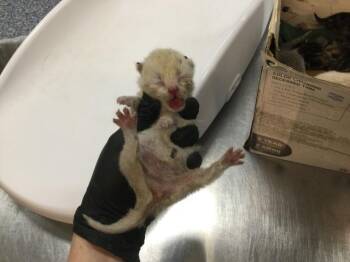 A1928977 -  Domestic Short Hair Cat for Adoption in Thousand Palms, California - A1928977 | PetCurious