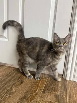 Twinkle -  Domestic Short Hair and Dilute Tortoiseshell Cat for Adoption in Campbellsville, Kentucky - Twinkle | PetCurious