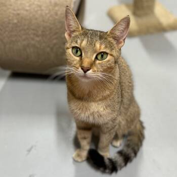 Rescue Domestic Short Hair Cats for Adoption in Brownsboro, Alabama - Magnolia | PetCurious