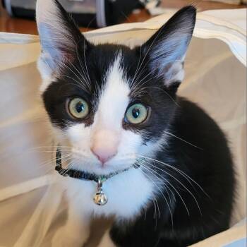 Clyde -  Domestic Short Hair Cat for Adoption in Huntsville, Alabama - Clyde | PetCurious