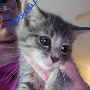 Serena (in Chestertown, MD) -  Domestic Short Hair Cat for Adoption - Serena (in Chestertown, MD) | PetCurious