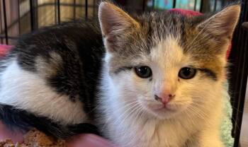 Domestic Short Hair Cats Available for Adoption in Elizabethton, Tennessee - Bubbles | PetCurious