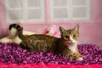 Gypsy -  Domestic Short Hair Cat for Adoption in Roanoke, Texas - Gypsy | PetCurious