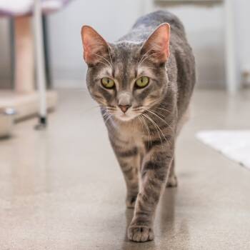 Rescue Domestic Short Hair Cats for Adoption in Los Angeles, California - Bon Bon | PetCurious