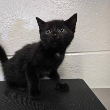 August -  Domestic Short Hair Cat for Adoption in Spruce Pine, North Carolina - August | PetCurious