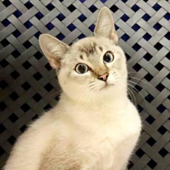Finn -  Siamese Cat for Adoption in Midland, Texas - Finn | PetCurious