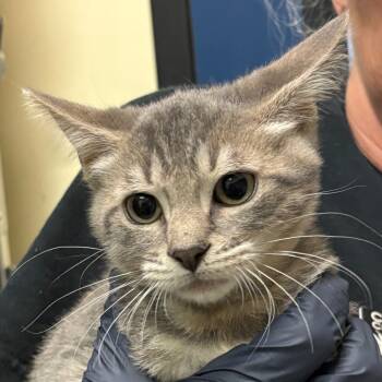 Rescue Domestic Short Hair Cats for Adoption in Galveston, Texas - Mango | PetCurious