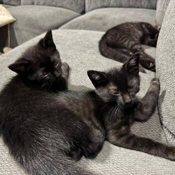 Shadow -  Domestic Short Hair Cat for Adoption in Providence, Rhode Island - Shadow | PetCurious