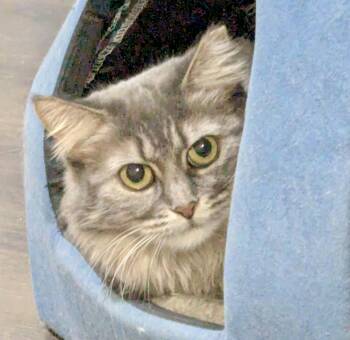 Tabby and Domestic Long Hair Cats Available for Adoption - Tara | PetCurious