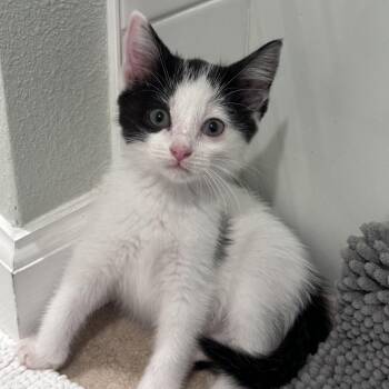 Minnie (Minerva) -  Domestic Short Hair Cat for Adoption in Long Beach, California - Minnie (Minerva) | PetCurious