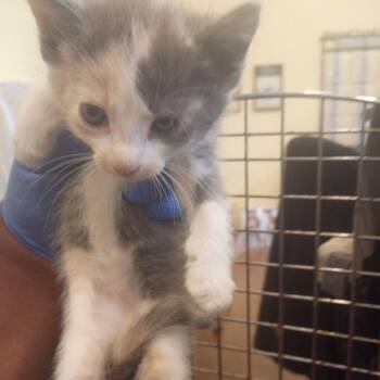 Psyche -  Domestic Short Hair Cat for Adoption in Lynchburg, Virginia - Psyche | PetCurious