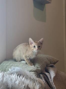 Cheese Toast -  Domestic Short Hair Cat for Adoption in Savannah, Georgia - Cheese Toast | PetCurious