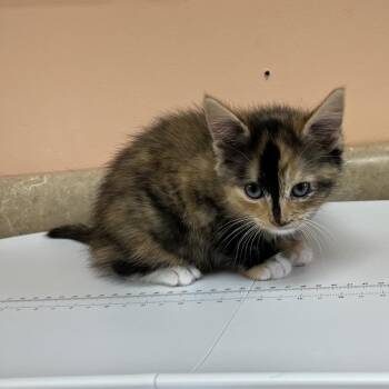 Poppy5780 -  Domestic Short Hair Cat for Adoption in Hamilton, Georgia - Poppy5780 | PetCurious